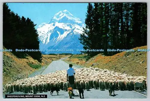 D317034 Sheepdroving. Mount Cook. Neuseeland. Tiki Karte. Bildpublikationen