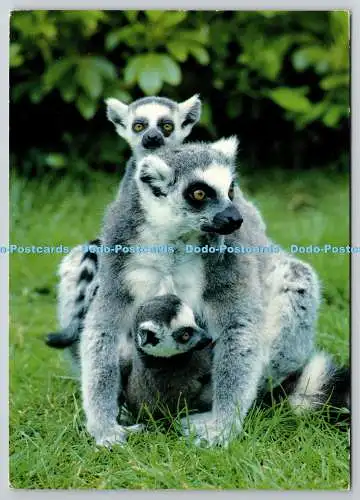 D322265 Ringschwanzlemuren. Im Marwell Zoological Park. Winchester. Hampshire. J