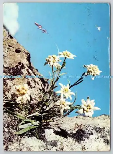 D322286 Leontopodium alpinum. Edelweiß. Fotoglob Wehrli SA. Zürich. PM Geneve.
