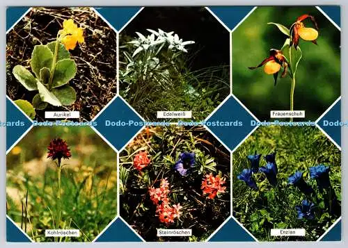 D317087 Geschützte Alpenblumen in Tirol. Archivfotos Rubner. Grafik Zloebl. Mult