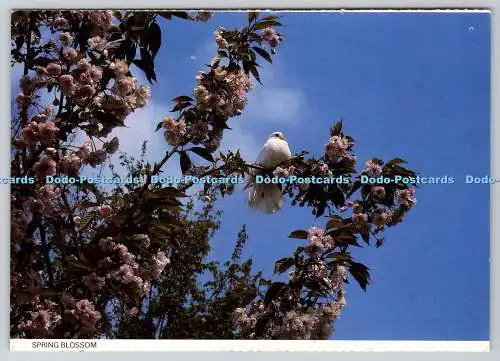 D317093 Frühlingsblüte. Letchworth Garden City Corporation. Richter. Hastings