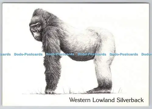 D317146 Western Lowland Silverback. Gorilla. Illustration von Susan Lees. Bewohner