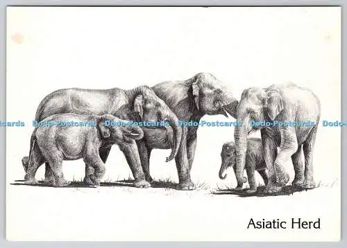D317147 Asiatische Herde. Elefant. Illustration von Susan Lees. Resident Wildlife Ill