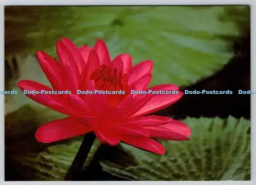 D314338 Cheshire. Nantwich. Stapeley Water Gardens. Palmen Tropische Oase. Tropic