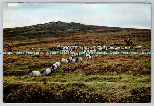 D317169 Schafe auf Dartmoor Devon aufrunden. J. Arthur Dixon. Newport. I.W. PM