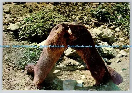 D314352 Murmeltiere. Kollektion Geogil. GIL. Annecy. IXAKROM. Couleurs reelees. N.