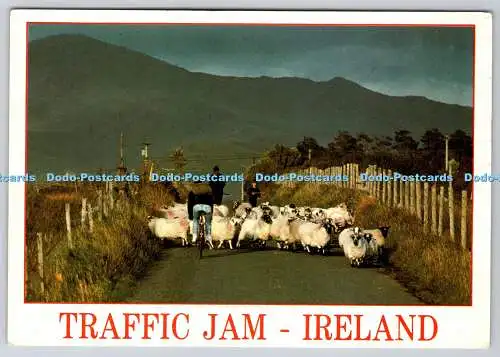 D314376 Irland. Stau. Schafherde. Ron Sanford. John Hinde. Postkarte