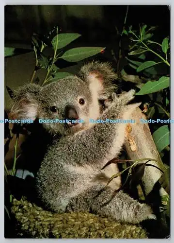 D322494 San Diego Zoo. Koala Baby. Wildtierpark
