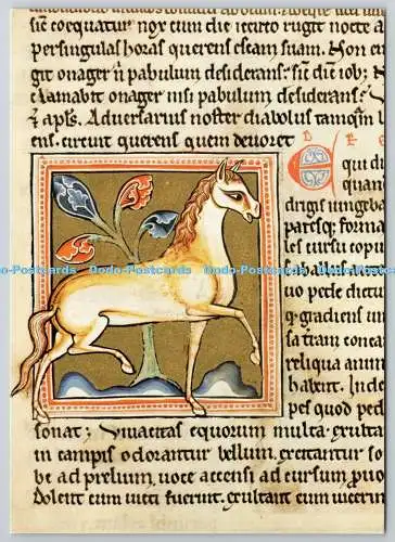 D322541 Das Pferd. Aus dem Ashmole Bestiarium. Bodleian Library. Oxford. Akademis