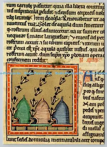 D322543 Die Bienen. Aus dem Ashmole Bestiarium. Bodleian Library. Oxford. Akademisc