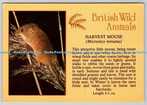 D317328 Britische Wildtiere. Maus ernten. Micromys minutus. Ian Beames. Ardea