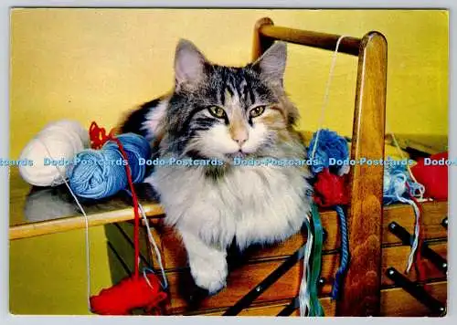 D313724 Katze im Wollkasten. A. J. Pickett. J. Arthur Dixon. Newport. I.W. Engl