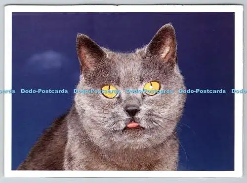 D314733 Kat. Pedigree Petfoods. Postkarte