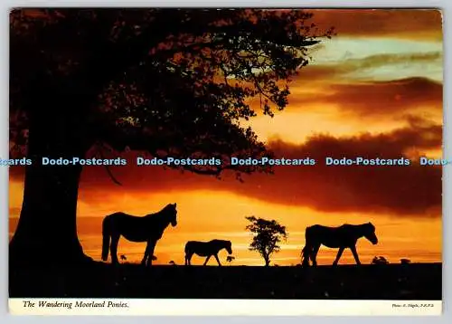 D314746 Devon. Dartmoor Nationalpark. Wandermoorponys. E. Nagele. F.
