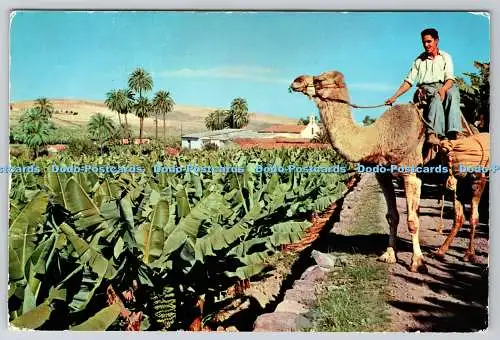 D319165 Las Palmas de Gran Canaria. Cultivos de Platanos. Ro Foto