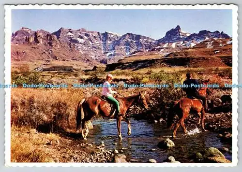 D314779 Südafrika. Natal. Drakensberge. Protea Farbdrucke. Cape T