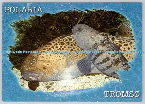 D314805 Norwegen. Tromsø. Polaria Informations- und Erlebniszentrum. Besetzter Wolf