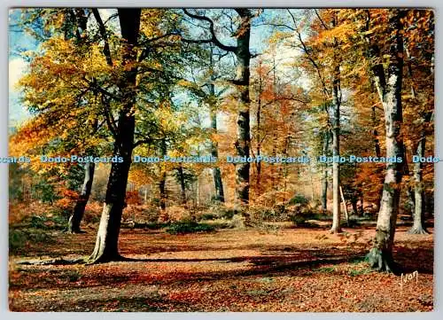 D317628 Ile de France. Aspect de la Foret en Automne. Couleurs et Lumiere de Fra