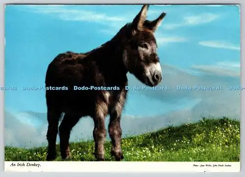 D313822 Ein irischer Esel. Joan Willis. John Hinde. 1977