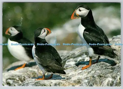 D319226 Papageientaucher. Claughton Photography
