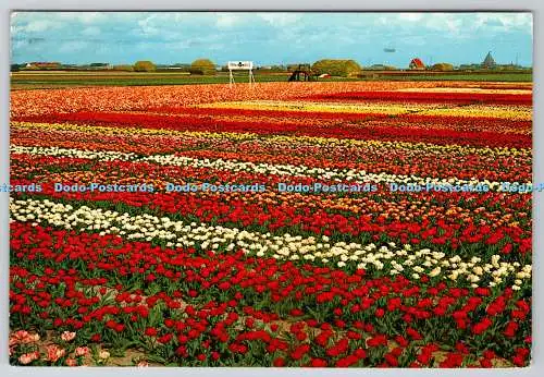 D317656 Holland im Blumendekor. Euro Farbkarten. Co. 621. PM. Utrecht. 197