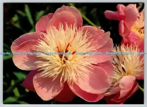 D313854 Die Sir Harold Hillier Gardens und Arboretum. Paeonia Schale der Schönheit. Je