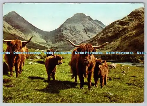 D314861 Rinder in den West Highlands. Jarrold. Norwich. Cotman Color Continental