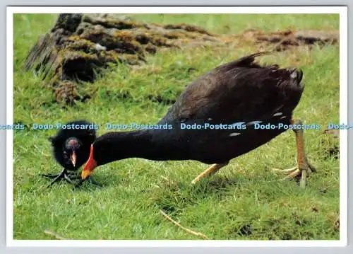D319284 Moorhen Futterküken. A. Whitaker