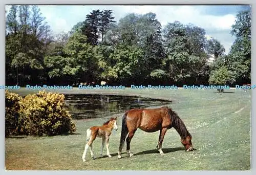 D313889 Pferd. Stute und Fohlen. New Forest. Lyndhurst. J. Arthur Dixon. Newport. Ich