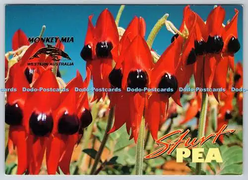 D317698 Sturt Pea Australia. Clianthus formosus. Davric Australia. Perth. IR 055