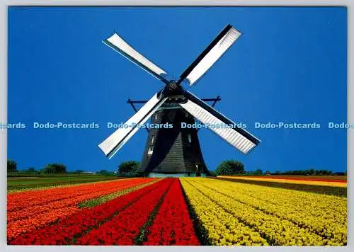 D319388 Windmühlen. Postkarte
