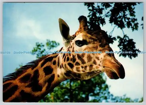 D319405 Winchester. Hampshire. Marwell Zoological Park. Giraffe. Beric Tempest