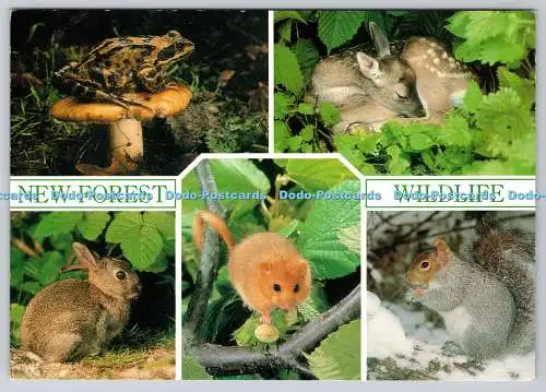 D319406 New Forest Wildlife. Gemeiner Frosch. J. Arthur Dixon. E. A. Janes. Hugh Cla