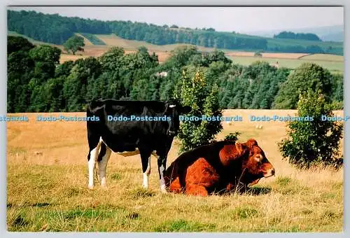 D317817 Derbyshire. Friesenfärse und britischer Limousinbulle. Bridget Flemming.