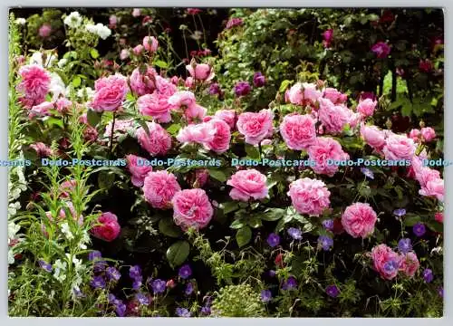 D314047 England. Wolverhampton. Albrighton. David Austin Rosen. Gertrude Jekyll.