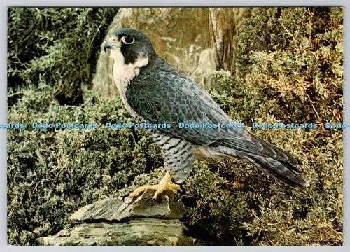 D314050 Wanderer. Falco peregrinus. Kenneth W. Fink. J. Arthur Dixon. Great Bri