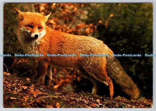 D317935 Rotfuchs. Vulpes vulpes. Wildtiere Großbritanniens. Hans Reinhard. Bruce Co