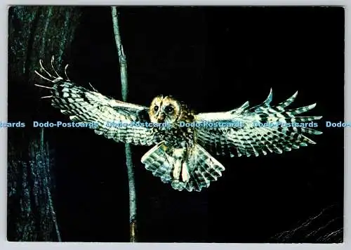 D317941 Waldkauz. Strix Aluco. Britische Greifvögel. Werner Curth. Ardea. J. A