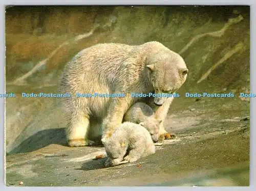 D315135 Grüße und gute Wünsche. Eisbär und Jungen. Postkarte