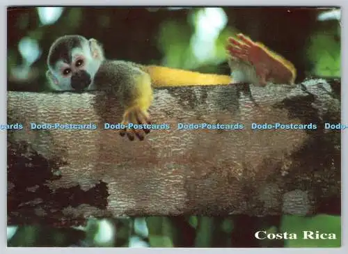 D315148 Costa Rica. Eichhörnchen Affe. Saimiri oerstedii. Adrian Hepworth 1999. J.