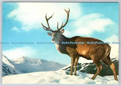 D315152 Monarch of The Glen. Hirsch. J. Arthur Dixon. Schottland. DRG. Dickinson Rob