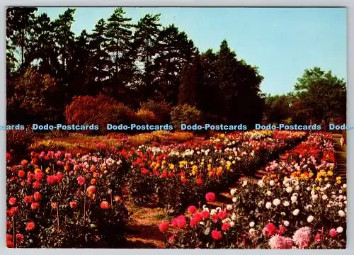 D323204 R.H.S. Garden. Wisley. The Dahlia Trials. H. Fyfe. Jarrold and Sons Lt