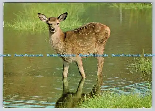 D315153 Rothirschkalb. Cervus elaphus. D. Balharry. J. Arthur Dixon. Great Brita