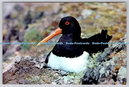 D317975 Austernfänger. Haematopus ostralegus. Norman Duerden. F.R.S.A.J. Art
