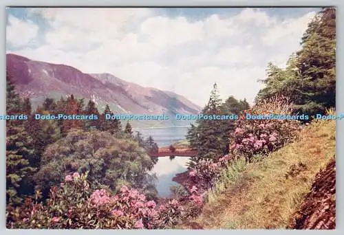 D315168 Loch Lochy. Rhododendronzeit bei Invergloy. Wm. S. Thomson. Fort William