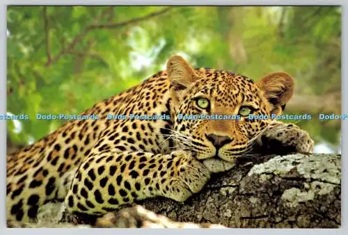 D317997 Leopard. Panthera pardus. MMI. Mark Morris Institute. Digital Vision. Po