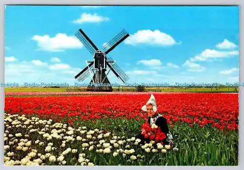 D323238 Holland. Bloemenland. Molenland. Land der Blumen und Windmühlen. Krüger.