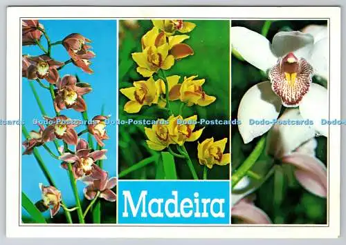 D317999 Madeira. Funchal. Orchideen in Quinta da Boa Vista. Hans Huber KG. Garmisc