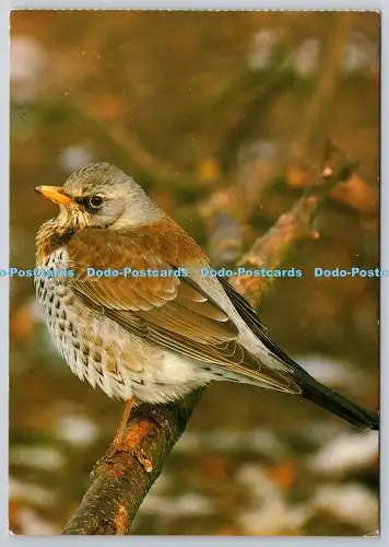 D318020 Fieldfare. Turdus pilaris. Vogel. F. Spur. Silvestris. A. Korsch. München