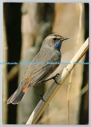 D318021 Bluethroat. Luscinia svecica. Vogel. H. Furst. A. Korsch. München. Deutsch